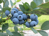 Peru  üáµüá™  blueberry