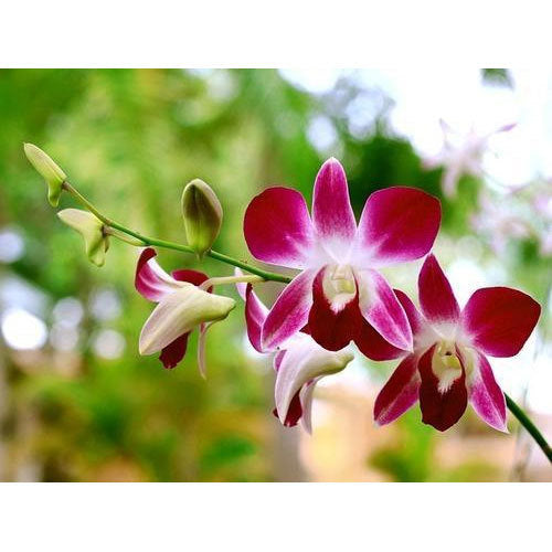 Bunch of Orchids - Bundle (10 Pcs)