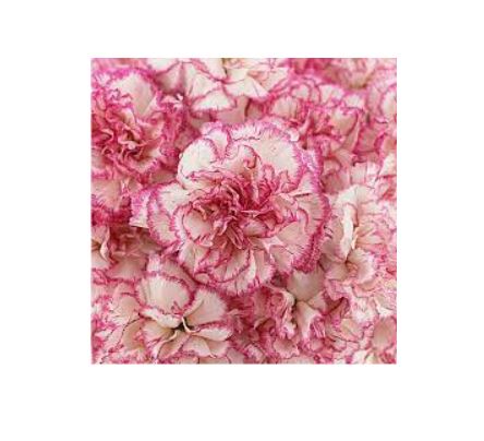 Bunch of Carnations