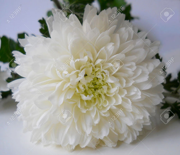 Chrysanthemum White- Bundle (10 Pcs)
