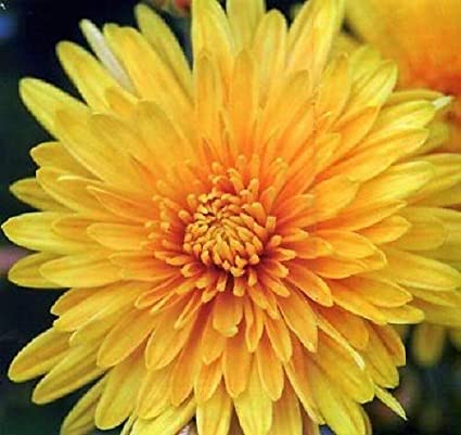 Chrysanthemum Yellow- Bundle (10 Pcs)