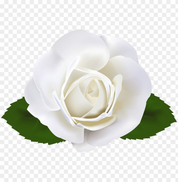 Rose White- Bundle (10 Pcs)