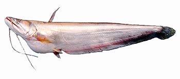 Great white sheatfish  whole ငါးဘတ်