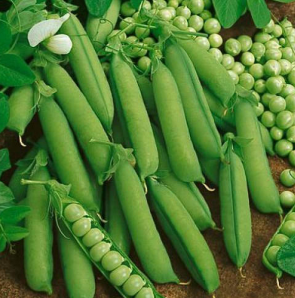 Green Peas 1Viss