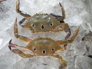 THREE DOTTED CRAB 50/100