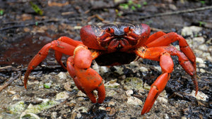 Red Crab Whole