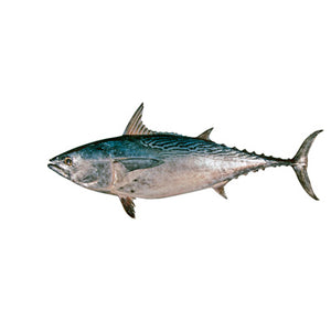Tuna - Myanmar Whole