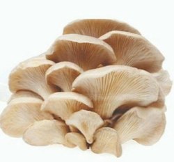 Oyester Mushroom - GoodZay